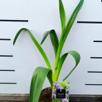 Okrasný cesnak (Allium) ´GLADIATOR´ výška 40-50 cm, kont. C2L